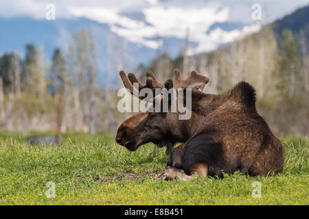 Bull Moose dans l'Alaska Wildlife Conservation Center, Turnagain Arm, Alaska, États-Unis d'Amérique. Banque D'Images