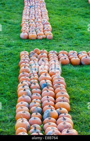 Ferme de citrouilles, citrouilles empilées en lignes sur le sol Banque D'Images