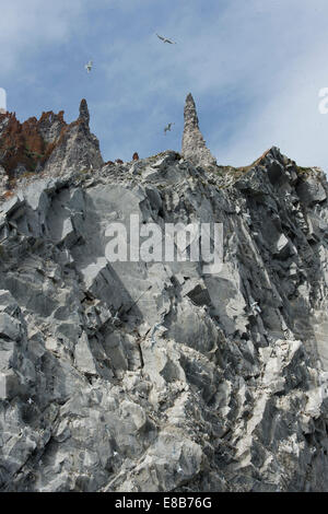 La mouette tridactyle, Rissa tridactyla & guillemot de Brünnich guillemot de Brünnich ou, Uria lomvia colonie à l'île de Baffin. Banque D'Images