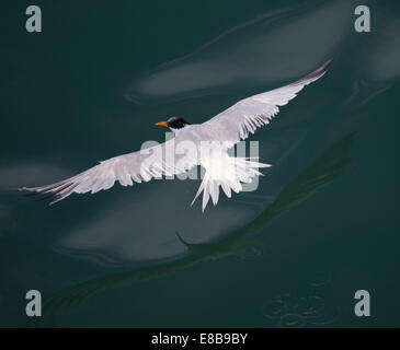 Tern élégante en vol vue d'en haut Banque D'Images