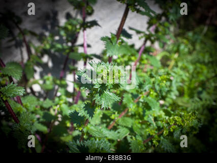 L'ortie (Urtica dioica) Banque D'Images