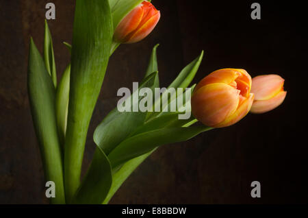 Tulipes jaune orange - Détails Banque D'Images