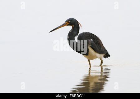 Aigrette tricolore, Egretta tricolor, dans les eaux peu profondes des marais et lagune de Fort de Soto poisson chasse , Florida, USA Banque D'Images