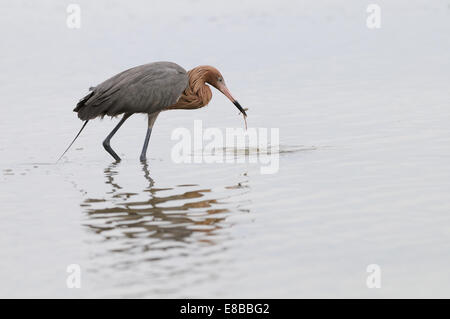 Aigrette tricolore, Egretta tricolor, dans les eaux peu profondes des marais et lagune de Fort de Soto poisson chasse , Florida, USA Banque D'Images