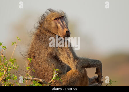 Grand babouin chacma masculins (Papio hamadryas ursinus), Kruger National Park, Afrique du Sud Banque D'Images