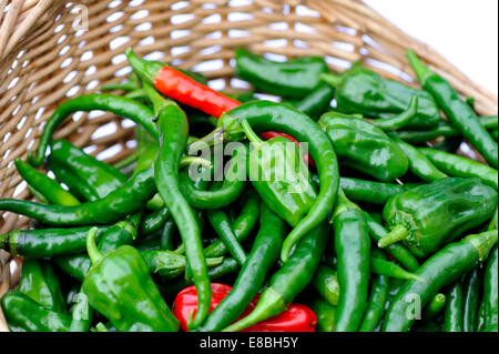 Jardin cultivé UK fraîchement cueillies de Cayenne hot chillies dans panier en osier Banque D'Images