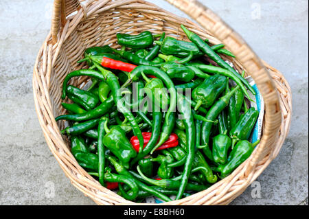 Jardin cultivé UK fraîchement cueillies de Cayenne hot chillies dans panier en osier Banque D'Images