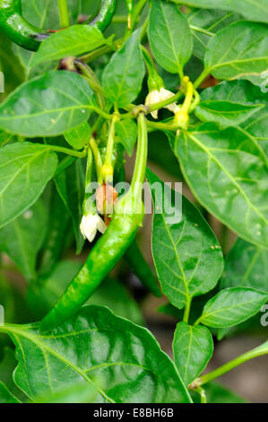 Piment de Cayenne sur de plus en plus dans le jardin des plantes au Royaume-Uni Banque D'Images