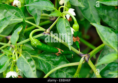 Chili Peppers growing in UK garden Banque D'Images