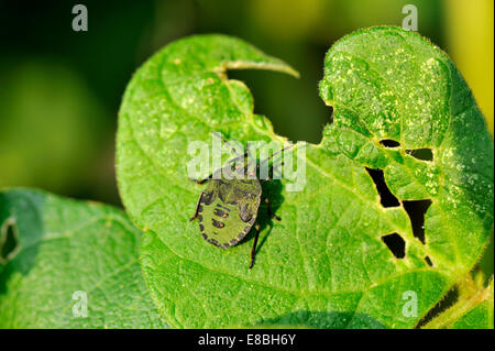 Le Bouclier vert commun Bug, Palomena prasina, 3ème stade nymphe sur feuilles de haricots, du sud-ouest de l'Angleterre Banque D'Images