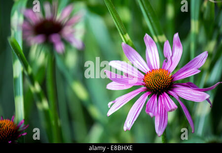 Échinacée pourpre gros plan de fleur (fleur cône ) Banque D'Images