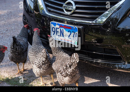 Poulets Eatings de bogues et de la plaque pare-chocs de voiture, le Dakota du Sud Banque D'Images