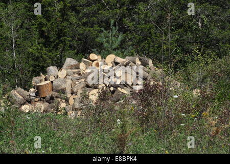 Arbre fraîchement coupé en petites longueurs journal prêt pour le séchage et puis coupé en longueurs de bois de chauffage. Banque D'Images