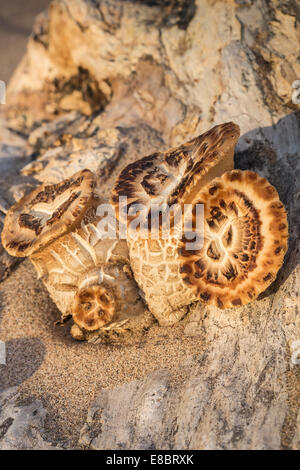 Champignon de miel ( Armillaria) sur Driftwood au St Cyrus en Ecosse. Banque D'Images