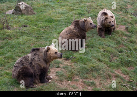 Trois ours brun en captivité Ursus arctos Ours Kodiak Banque D'Images