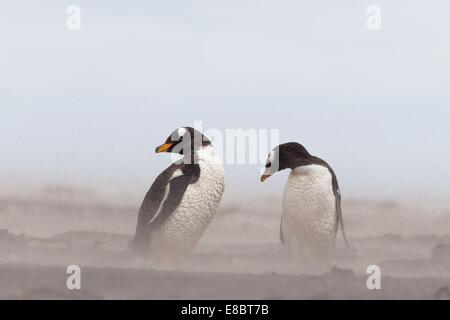 Manchots dans une tempête. L'Île Sealion, Îles Falkland Banque D'Images