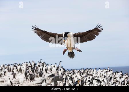 En venant d'un oiseau à la terre entre une colonie de Cormoran impérial (Imperial Shag) sur l'Île Sealion, Falklands Banque D'Images