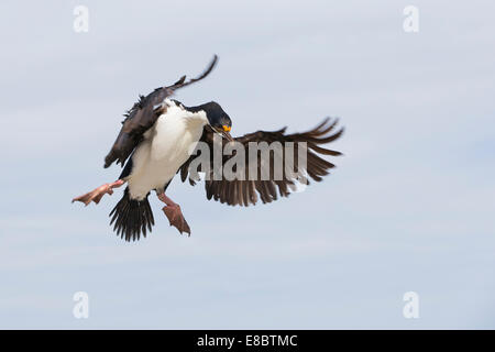 En venant d'un oiseau à la terre entre une colonie de Cormoran impérial (Imperial Shag) sur l'Île Sealion, Falklands Banque D'Images