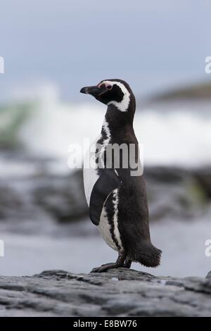 Martin-couché sur la rive avec des vagues derrière. L'Île Sealion, Îles Falkland Banque D'Images