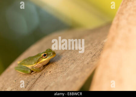 Hyla cinerea - Grenouille cendrée