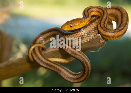 Serpent rat jaune lovés dans un palmier - Pantherophis alleghaniensis Banque D'Images