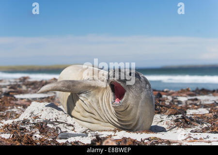 Éléphant couché sur la plage sur l'île de Sea Lion, Îles Falkland Banque D'Images