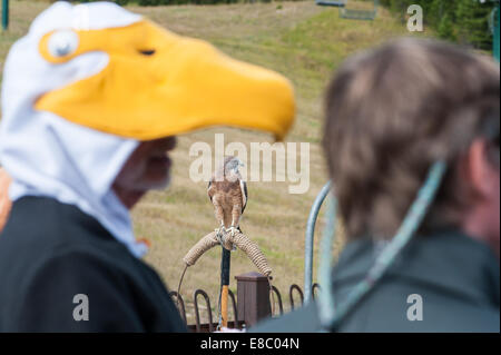 Le Montana, aux Etats-Unis. 4ème Oct, 2014. Une Buse de Swainson regarde un homme habillé en fûts de pygargues à tête blanche de la prise en charge du raptor de bienfaisance enregistré au cours de l'extérieur du Festival Raptor Bridger Bozeman, au Montana, USA, 4 octobre 2014. L'événement annuel est fondé sur un nombre d'oiseaux durant la plus grande migration de l'aigle royal dans les États-Unis et comportera des présentations et activités parrainés par divers organismes de protection de la faune dans et autour de Bozeman. Crédit : Thomas Lee/Alamy Live News Banque D'Images