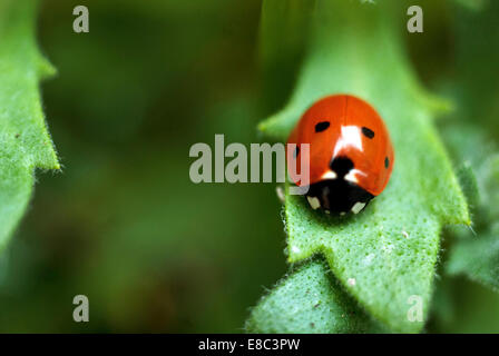 Six-spot Ladybird Banque D'Images