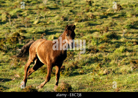 Poneys sauvages à Dartmoor, pouliche poulain galopant autour sur la lande de jouer vraiment avoir du plaisir Banque D'Images