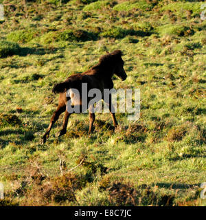 Poneys sauvages à Dartmoor, pouliche poulain galopant autour sur la lande à l'affiche Banque D'Images