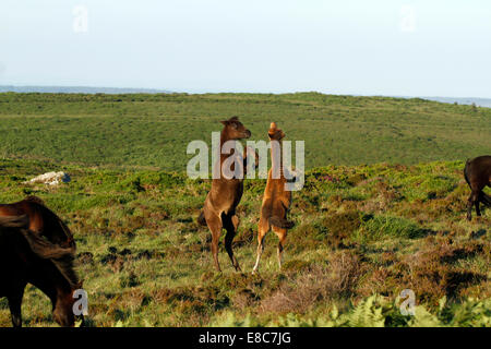 Poneys sauvages à Dartmoor, deux poulains jouer combats, d'élevage et de tronçonnage des coups en l'air comme ils facturent autour, image paysage Banque D'Images