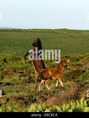 Poneys sauvages à Dartmoor, deux poulains jouer la lutte contre l'élevage et de tronçonnage des coups en l'air comme ils facturent autour, portrait photo Banque D'Images