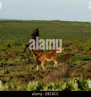 Poneys sauvages à Dartmoor, deux poulains jouer combats, d'élevage et de tronçonnage des coups en l'air comme ils facturent autour, square photo Banque D'Images