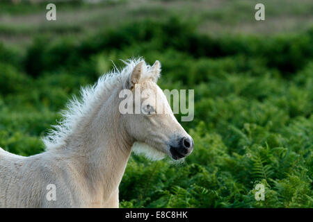 Poneys sauvages à Dartmoor, magnifique portrait d'un très joli poulain palomino avec une flamme blanche sur son visage, paysage photo Banque D'Images