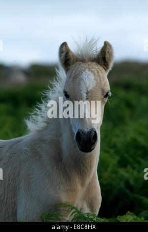 Poneys sauvages à Dartmoor, magnifique portrait d'un très joli poulain palomino avec une flamme blanche sur son visage, portrait photo Banque D'Images