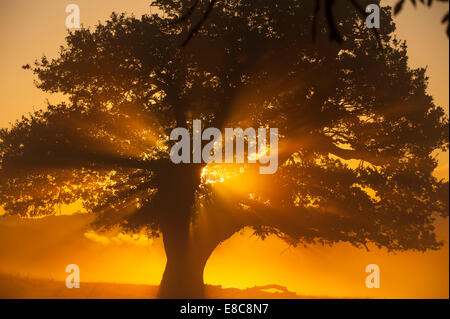 Richmond Park, SW London UK. 5e octobre 2014. Météo : Londres se réveille d'une claire journée d'automne avec le gel du sol et de la brume à Richmond Park. Du soleil du soleil levant d'eau à travers les branches d'un chêne. Credit : Malcolm Park editorial/Alamy Live News. Banque D'Images