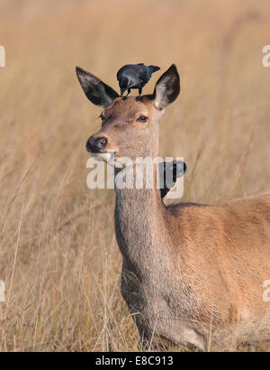 Red Deer - Cervus elaphus Banque D'Images