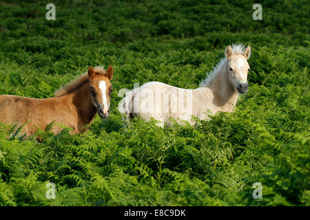 Poulains sauvages à Dartmoor, un palomino mignon & un châtaigner avec une flamme blanche, se tenait au milieu des fougères fougères qui poussent très haut Banque D'Images