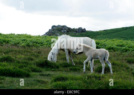 Poneys sauvages sur Dartmoor. Palomino mare & jeune poulain pâturage sur les pentes couvertes de fougères avec un granit derrière tor Banque D'Images