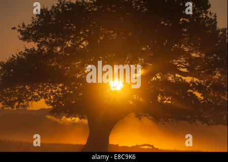 Richmond Park, SW London UK. 5e octobre 2014. Météo : Londres se réveille d'une claire journée d'automne avec le gel du sol et de la brume à Richmond Park. Le soleil levant dans un chêne. Credit : Malcolm Park editorial/Alamy Live News. Banque D'Images