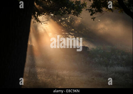 Richmond Park, SW London UK. 5e octobre 2014. Météo : Londres se réveille d'une claire journée d'automne avec le gel du sol et de la brume à Richmond Park, un Red Deer stag est pris dans les rayons de soleil. Credit : Malcolm Park editorial/Alamy Live News. Banque D'Images