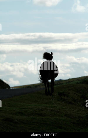 Wild pony à Dartmoor, silhouette d'un cheval qui au-dessus d'une colline au crépuscule Banque D'Images