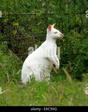 Photo Portrait d'un blanc pur wallaby albinos kangourou ou ce sont des herbivores avec de longues queues puissantes pour soutenir et d'équilibre Banque D'Images