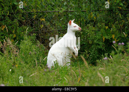 Photo d'un blanc pur wallaby albinos kangourou ou ce sont des herbivores avec de longues queues puissantes pour soutenir et d'équilibre Banque D'Images