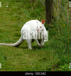 Photo carré d'un blanc pur wallaby albinos kangourou ou ce sont des herbivores avec de longues queues puissantes pour soutenir et d'équilibre Banque D'Images