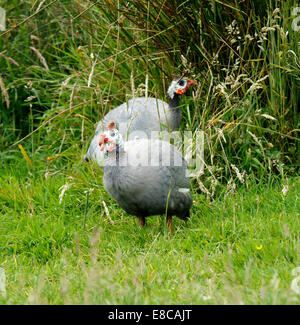 La pintade font de bons chiens de garde qu'ils sont bruyants. Ces oiseaux sont originaires d'Afrique et généralement des Banque D'Images