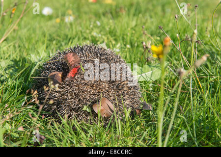 Hedgehog dans la forêt d'automne gondolé. Les feuilles d'automne sur des charbons ardents Banque D'Images
