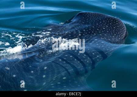 Requin-baleine nageant dans Holbox , Quintana Roo, Yucatan, Mexique Banque D'Images