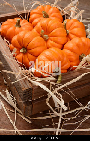 Libre d'un tas de mini citrouilles orange dans une caisse en bois avec de la paille. Format vertical avec une faible profondeur de champ. Banque D'Images