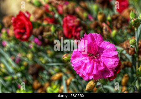 Un insecte ayant certains nectar de une fleur rose dans un jardin entre plusieurs fleurs rouges dans Peak District, England, United Kingdom Banque D'Images